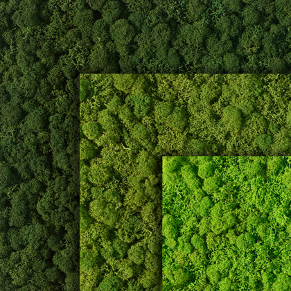 Varie superfici di muschio